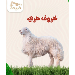 حري لباني ( 11 لـ 12 كيلو )