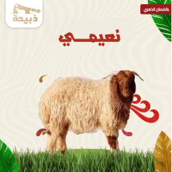  نعيمي لباني ( 13 لـ 14 كيلو )