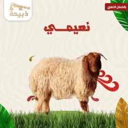 نعيمي جذع وسط ( 25 لـ 26 كيلو )
