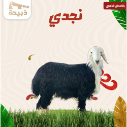 نجدي جذع وسط ( 22 لـ 23 كيلو )