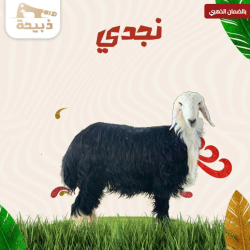 نجدي جذع وسط ( 22 لـ 23 كيلو )