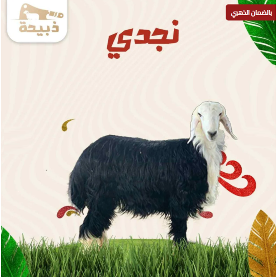 نجدي جذع وسط ( 22 لـ 23 كيلو )
