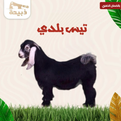  تيس كبير ( 14 لـ 15 كيلو )
