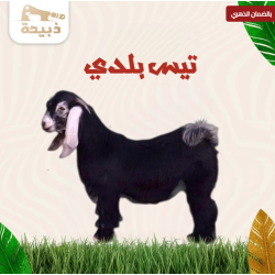  تيس كبير ( 14 لـ 15 كيلو )
