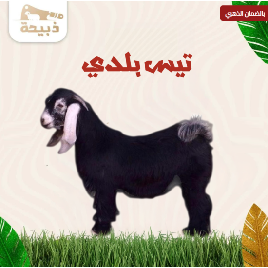  تيس وسط ( 10 لـ 12 كيلو )
