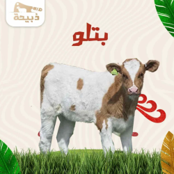 ربع بتلو ( 25 لـ 30 كيلو )