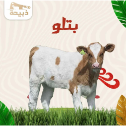 بتلو كامل ( 100 لـ 120 كيلو )
