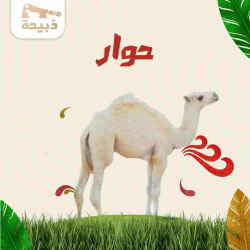 ربع حوار ( 20 لـ 22 كيلو )