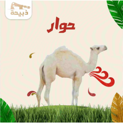حوار كامل ( 80 لـ 90 كيلو )