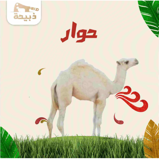 حوار كامل ( 80 لـ 90 كيلو )